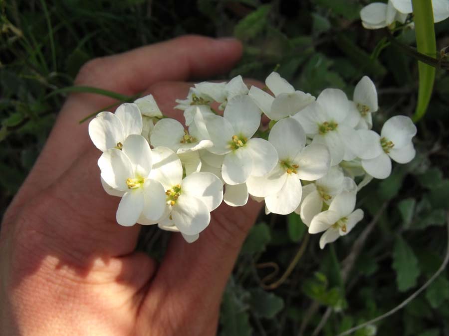 Matthiola (?) rupestre garganica da ID